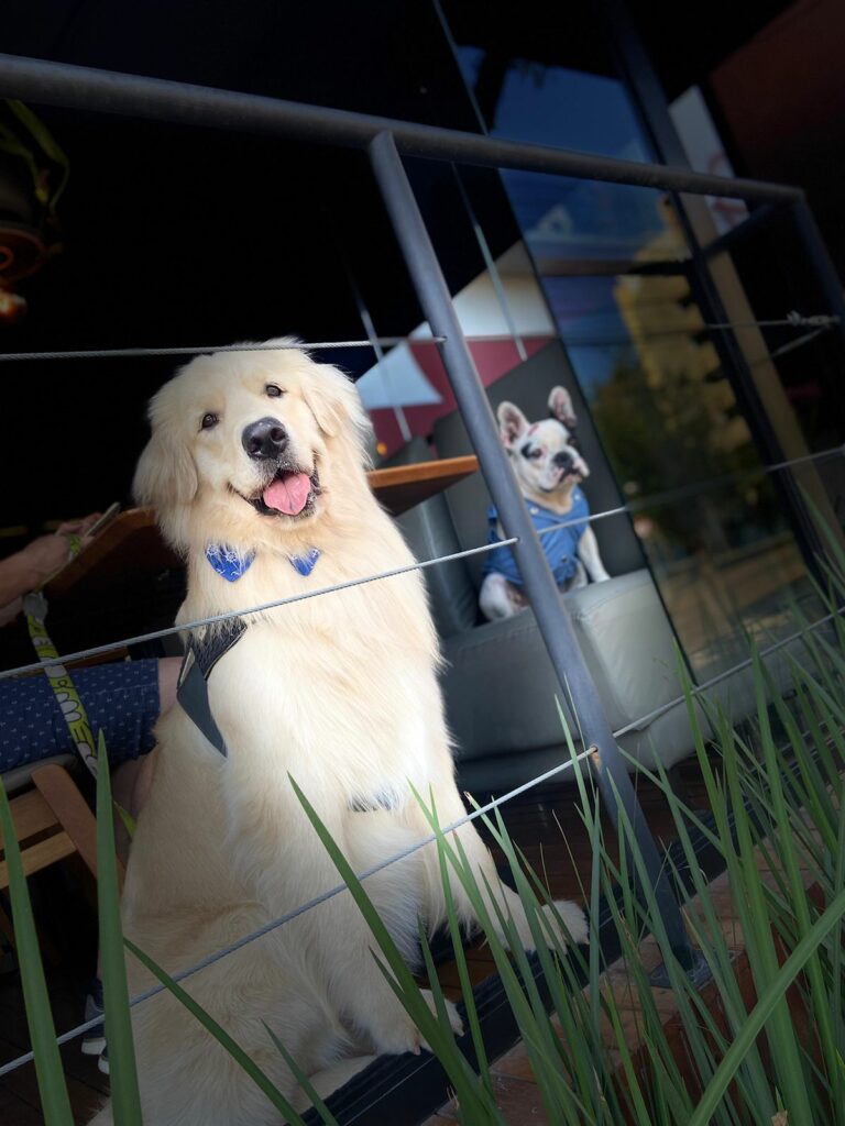 restaurantes pet friendly em curitiba, Grés Gastronomia: um dos restaurantes pet friendly em Curitiba que você precisa conhecer, Grés Gastronomia | Restaurante em Curitiba